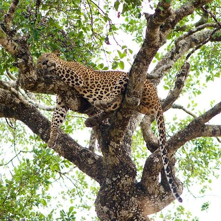Hotel Yala Wild Hut - Yala Tissamaharama Exteriér fotografie