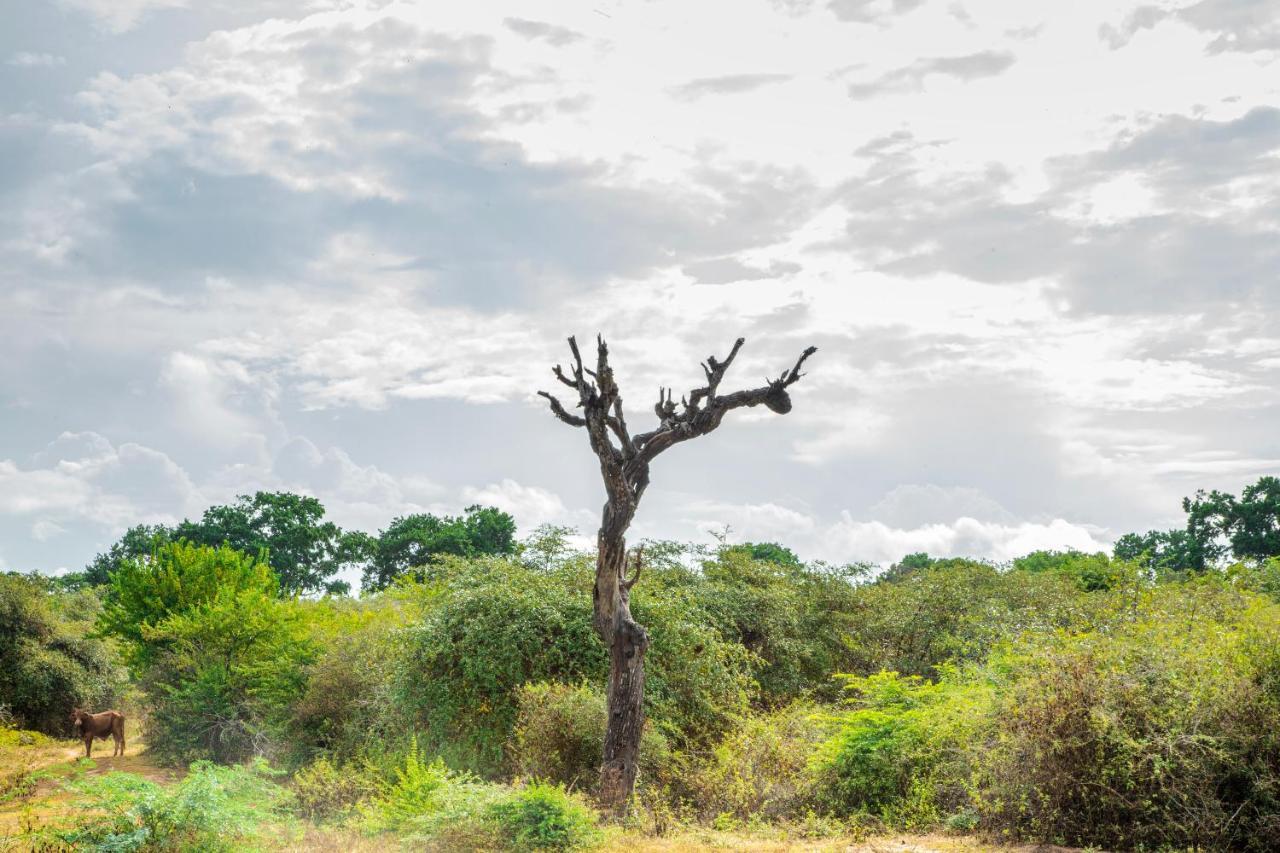 Hotel Yala Wild Hut - Yala Tissamaharama Exteriér fotografie