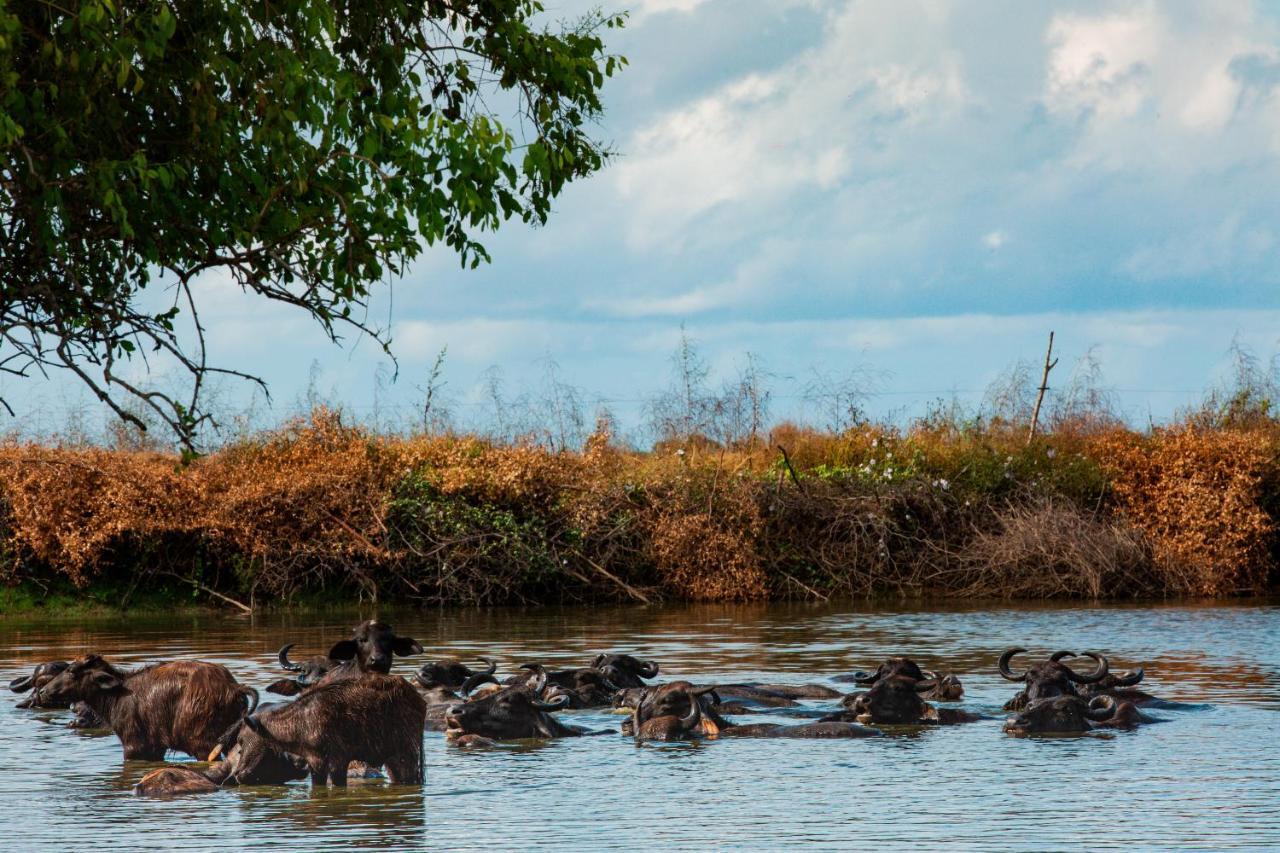 Hotel Yala Wild Hut - Yala Tissamaharama Exteriér fotografie