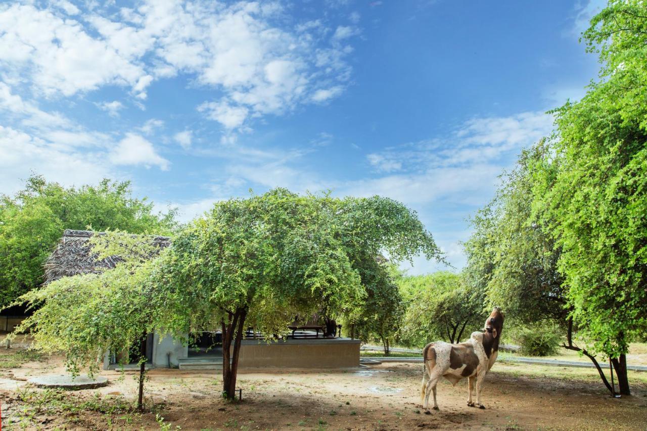 Hotel Yala Wild Hut - Yala Tissamaharama Exteriér fotografie