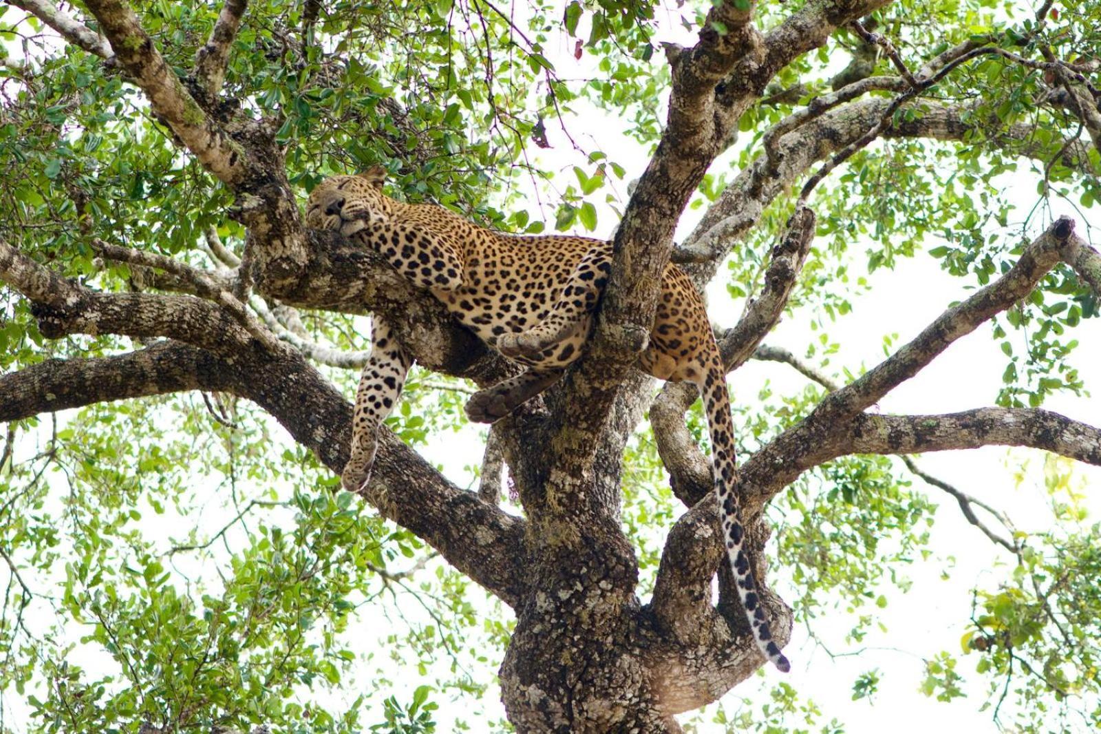 Hotel Yala Wild Hut - Yala Tissamaharama Exteriér fotografie